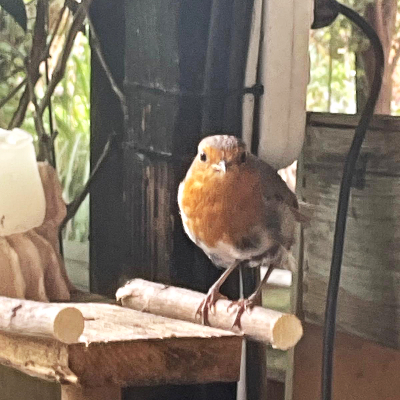 Un ritratto di Pio il pettirosso degli Orti Dipinti