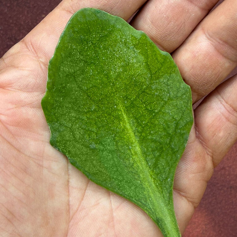 Una foglia di Erba della Madonna agli Orti Dipinti, l'Urban Garden nel cuore di Firenze.