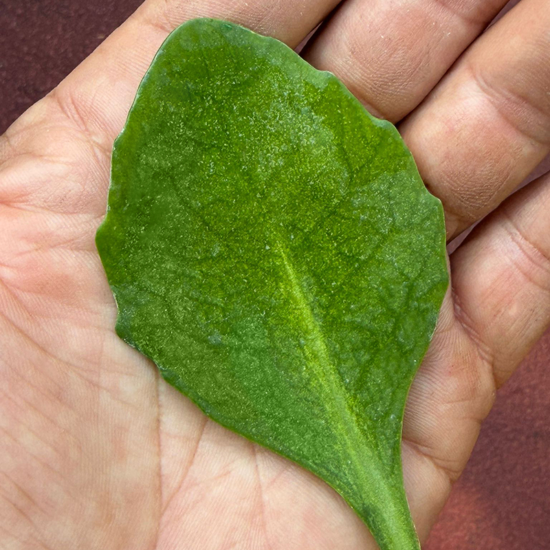 Una foglia di Erba della Madonna agli Orti Dipinti, l'Urban Garden nel cuore di Firenze.