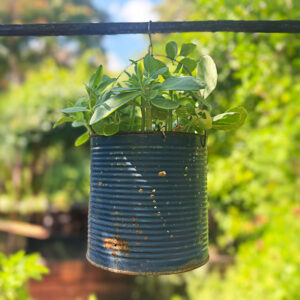 Una pianta di Erba della Madonna all'interno di un barattolo di latta agli Orti Dipinti, l'Urban Garden nel cuore di Firenze.